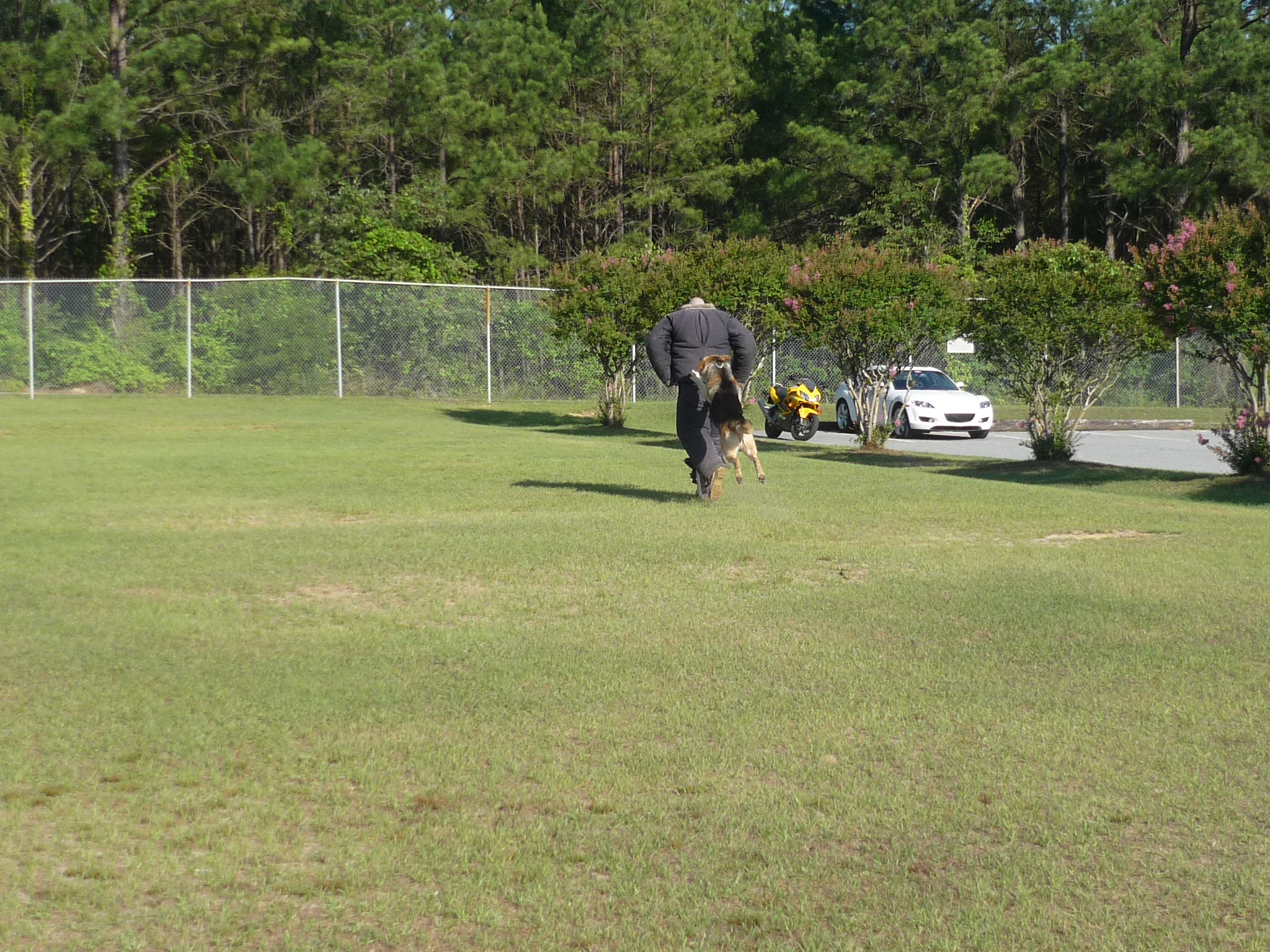 Rocky in Mid-Jump, Good Dog,