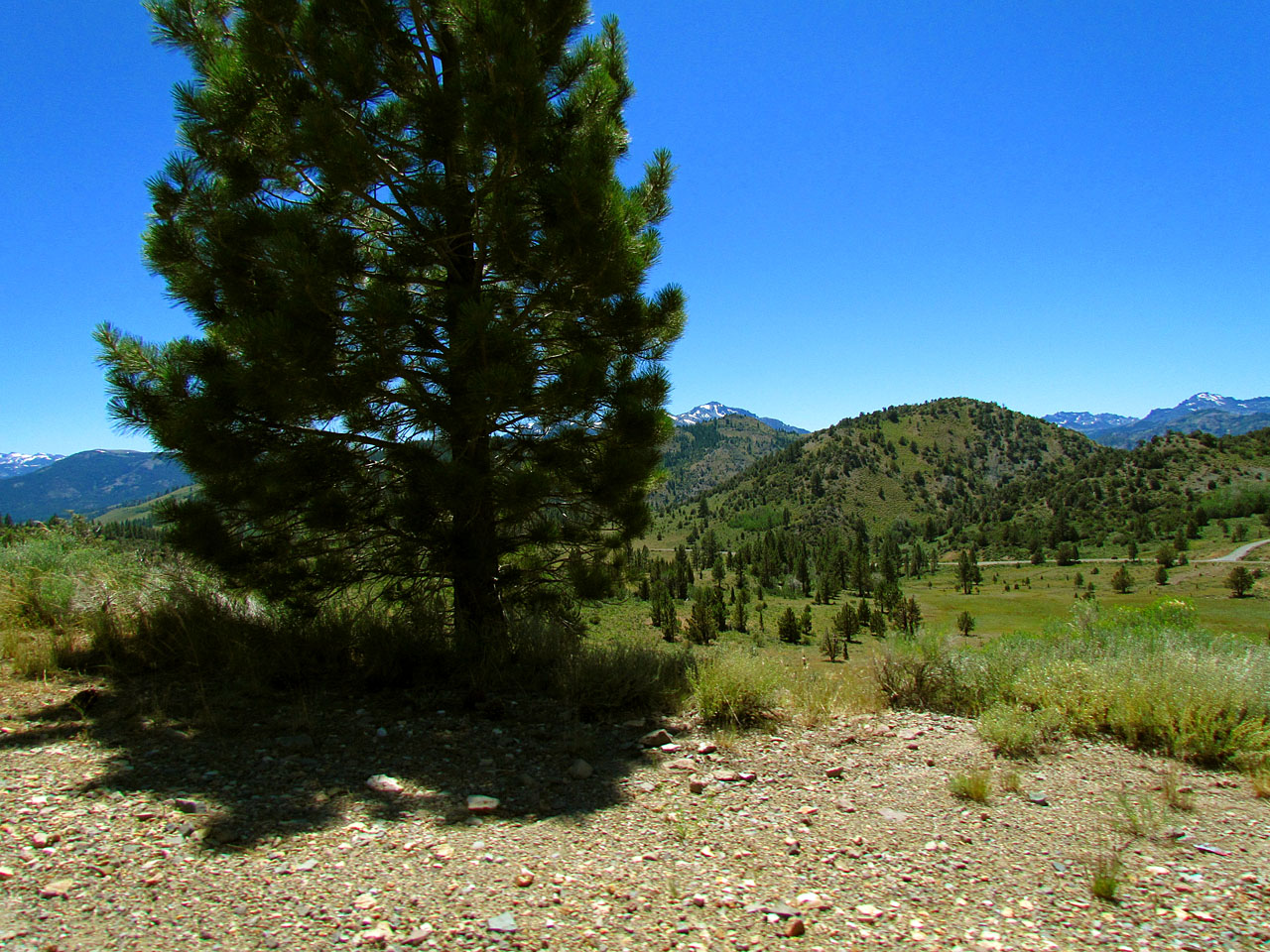 Near Luther Pass 2.jpg