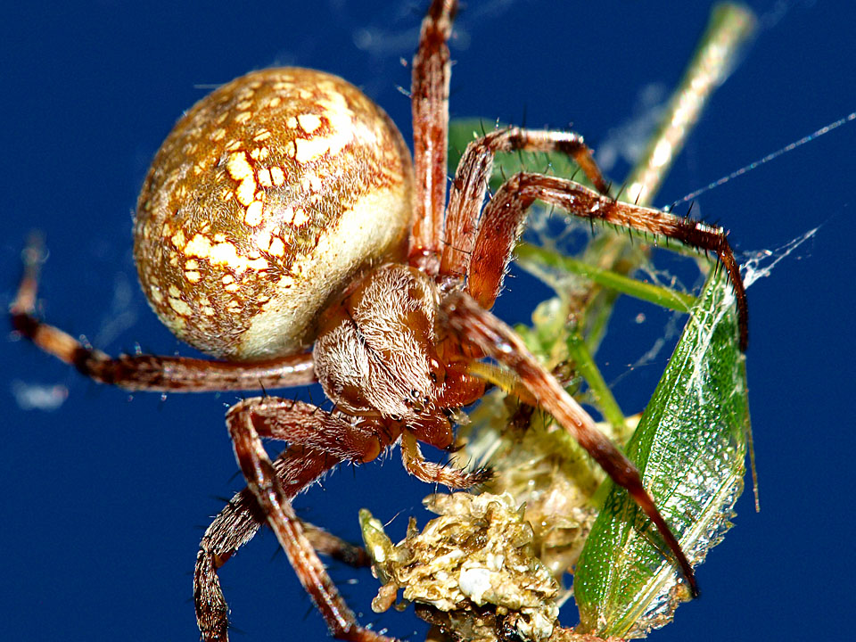 Argiope Spider and Prey.jpg