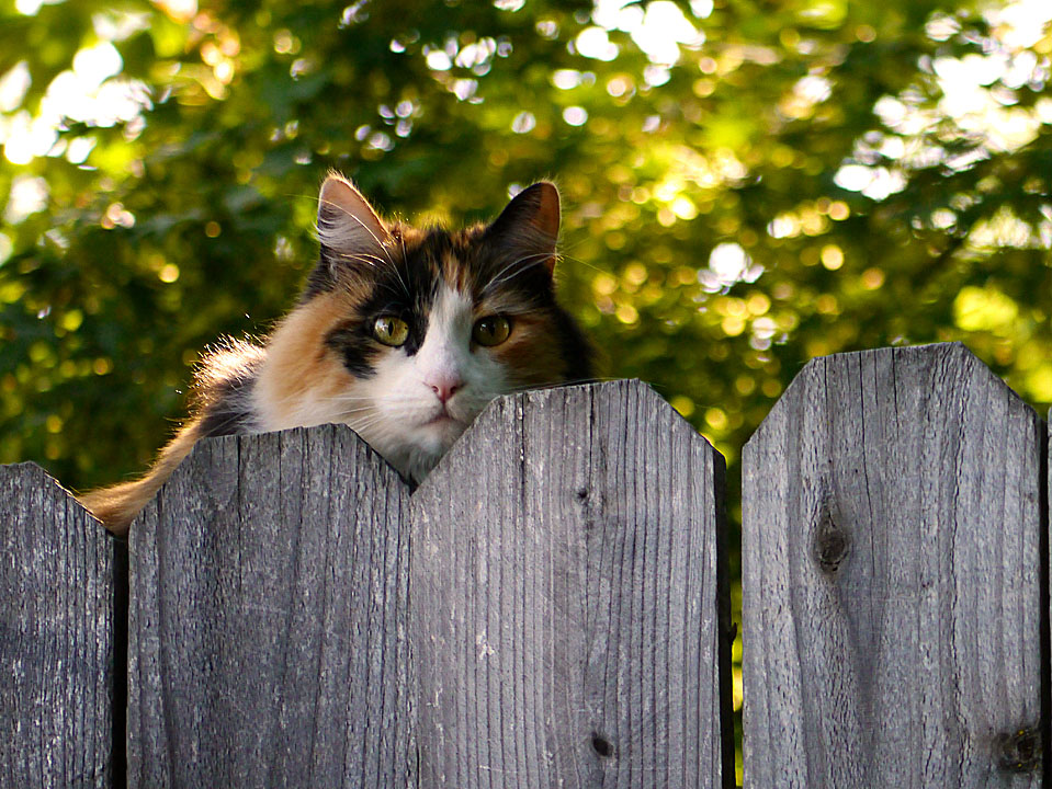 Tortoiseshell on the Fence.jpg