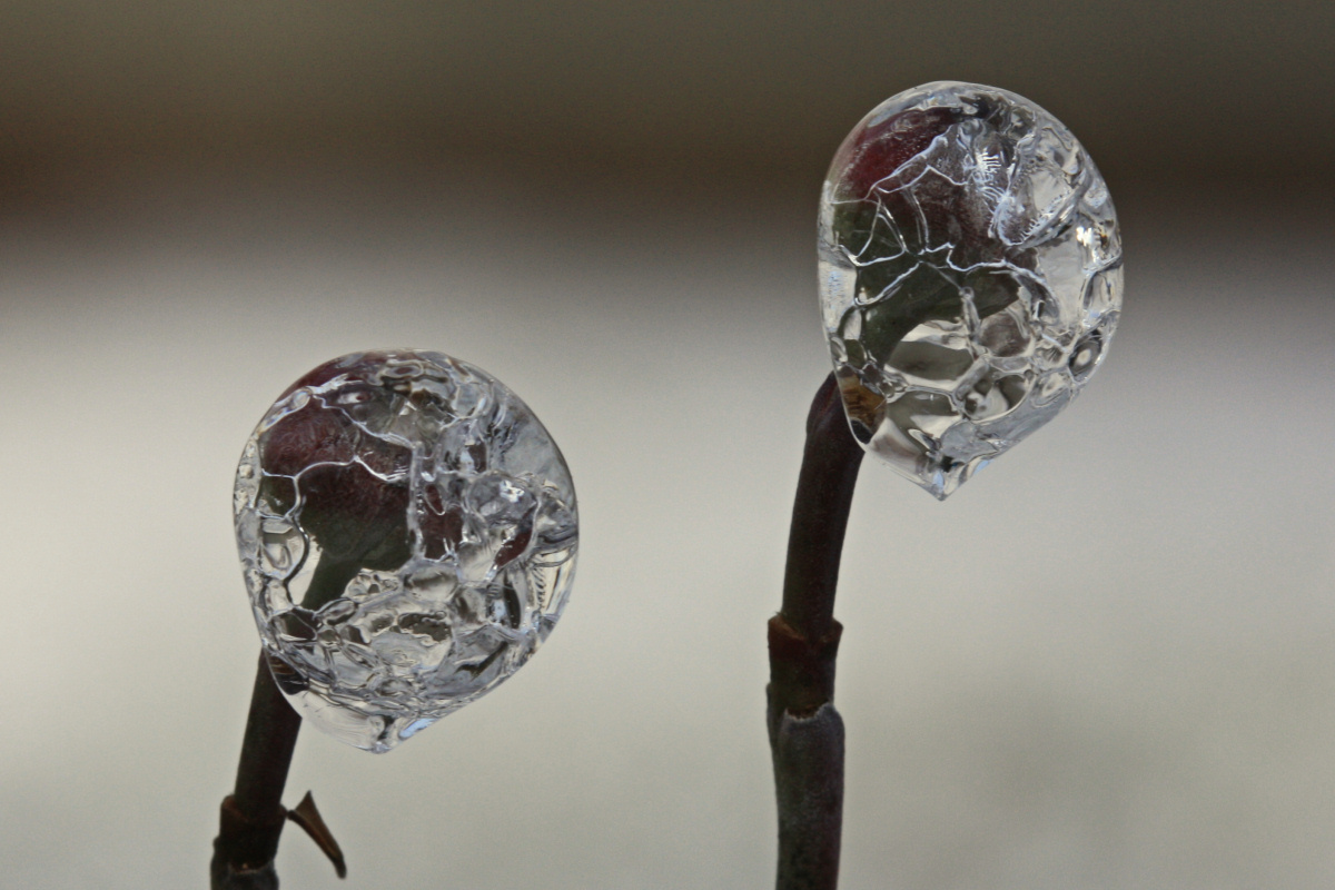 Frozen Buds Macro<BR>December 14, 2008