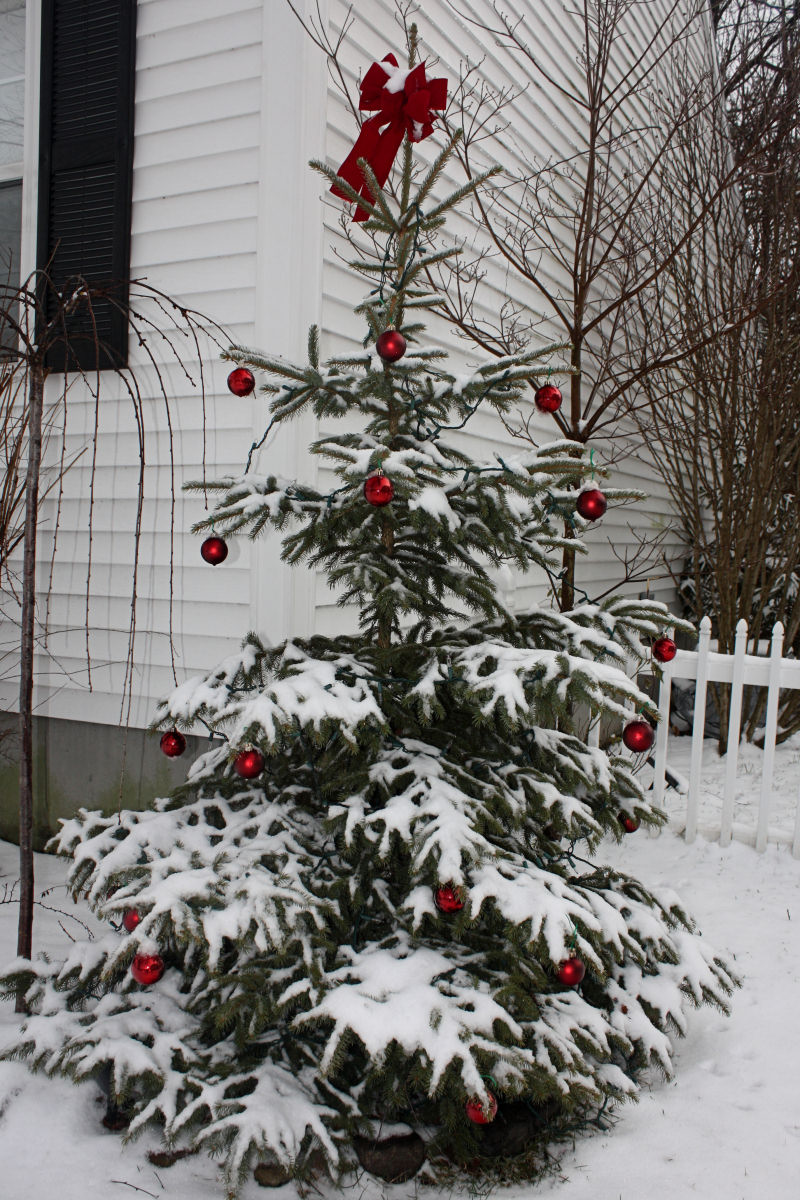 Spruce Christmas Tree<BR>December 17, 2008