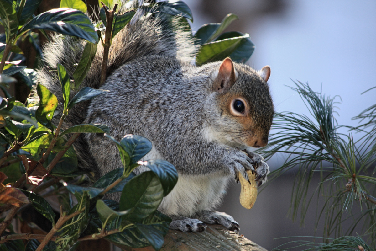 Squirrel with Peanut<BR>December 18, 2009