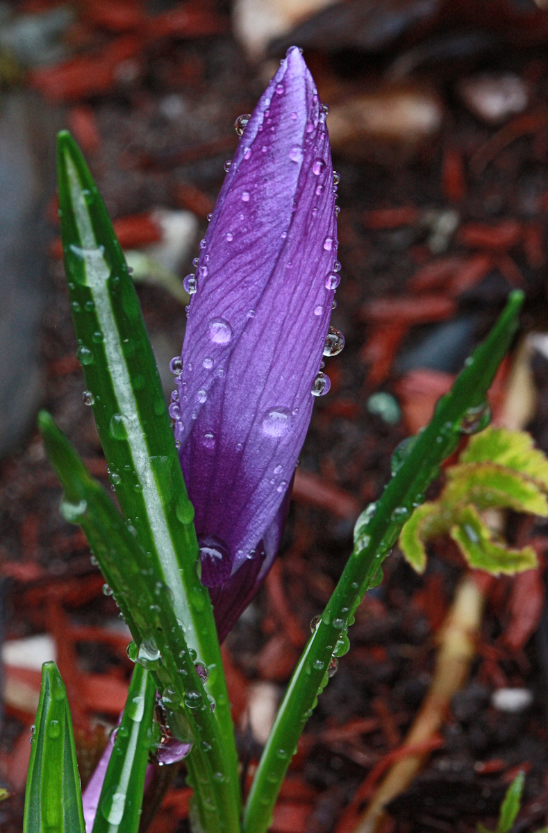 Crocus Macro<BR>March 23, 2010