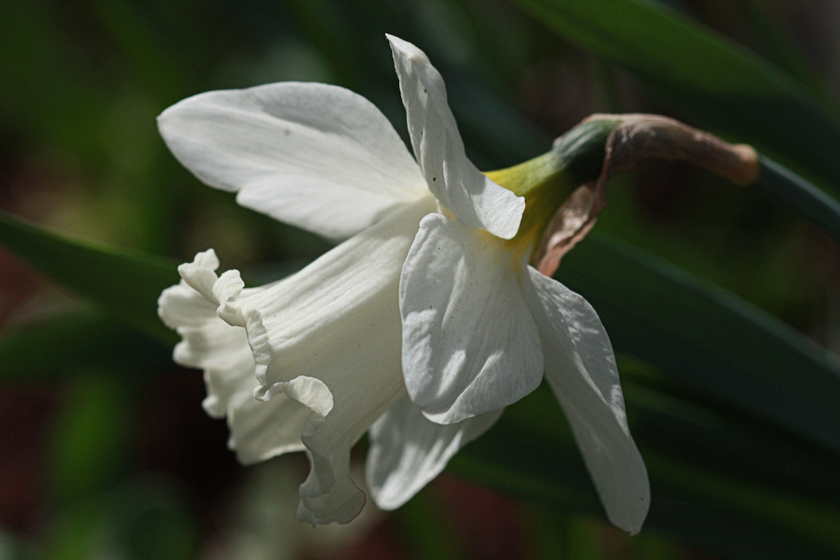 White Dafodil Macro<BR>April 21, 2010