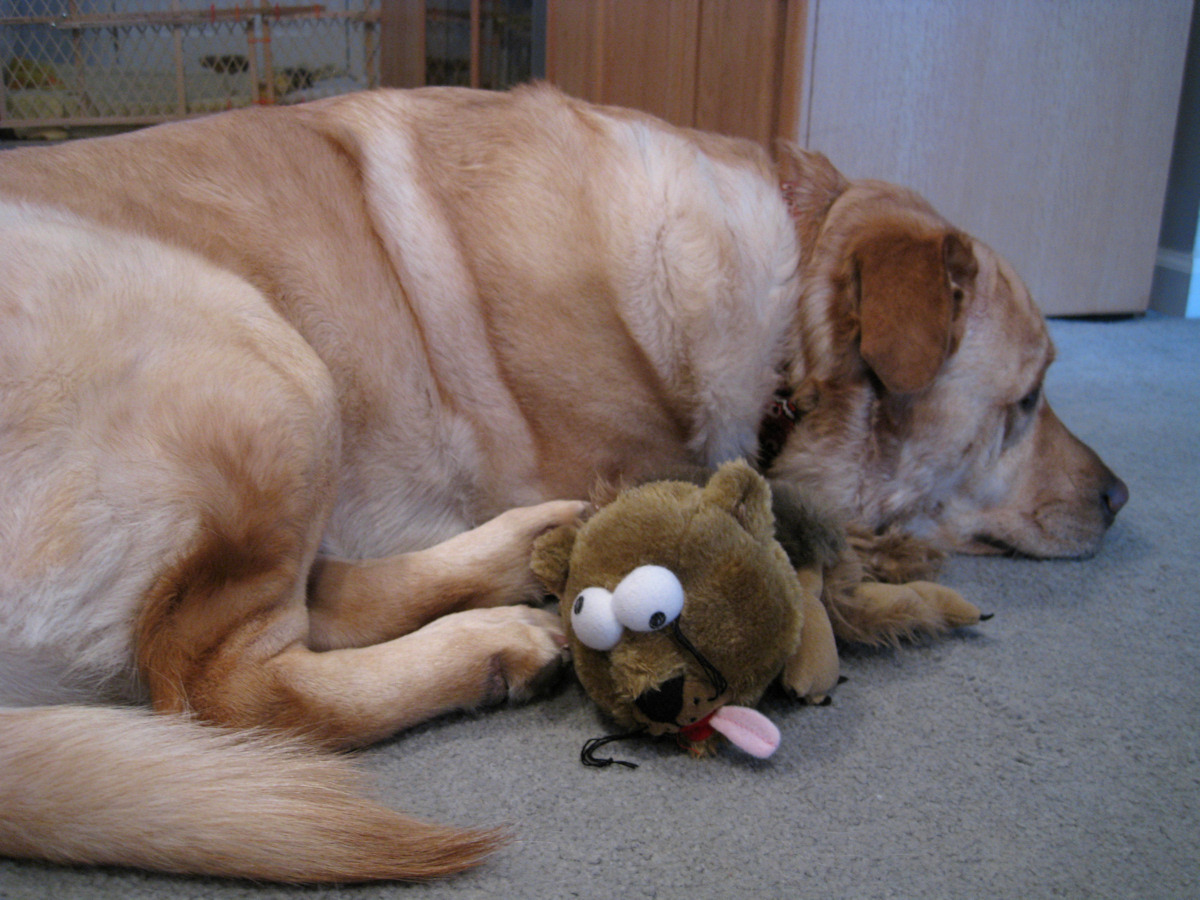 Glinda and Stuffed Roadkill<BR>February 11, 2011