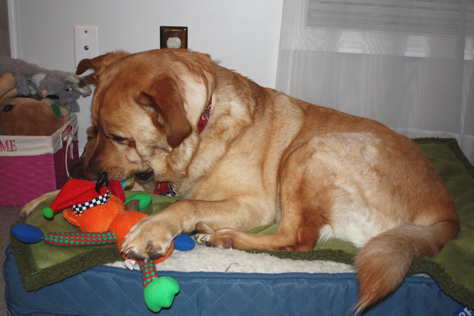 Glinda and Toys<BR>January 5, 2012