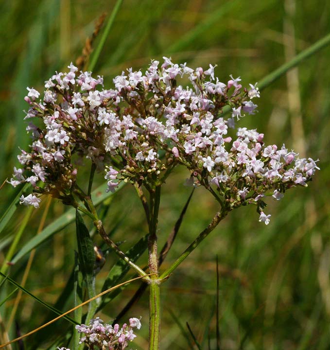 Vnderot (Valeriana officinalis)