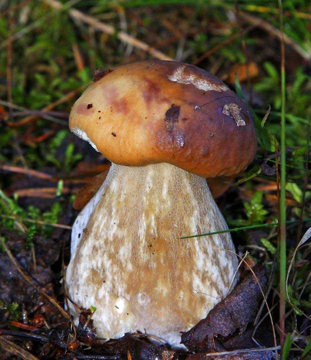 Karljohan (Boletus edulis)