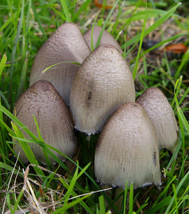 Gr blcksvamp (Coprinus atramentarius)