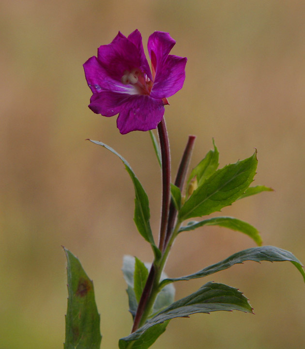 Rosendunrt (Epilobium hirsutum)