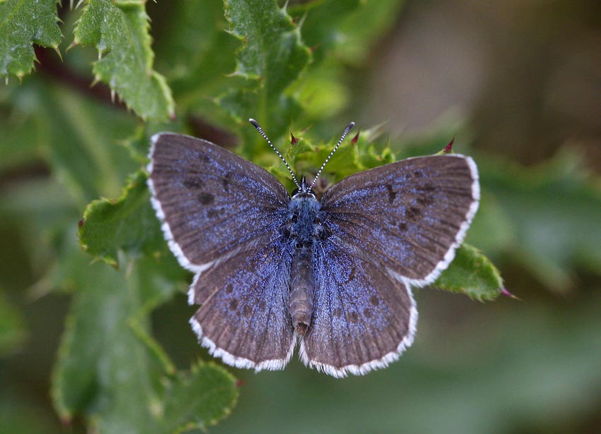 Svartflckig blvinge (Maculinea arion)