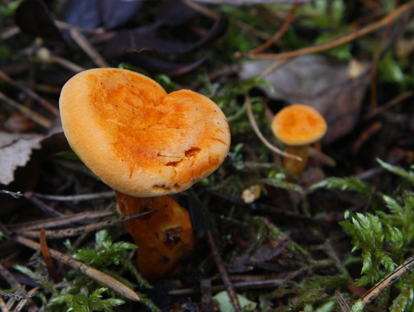 Narrkantarell (Hygrophoropsis aurantiaca)