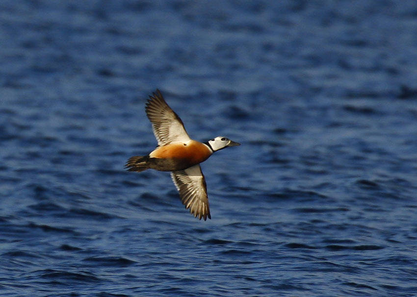 Stellers Eider (Polysticta stelleri)