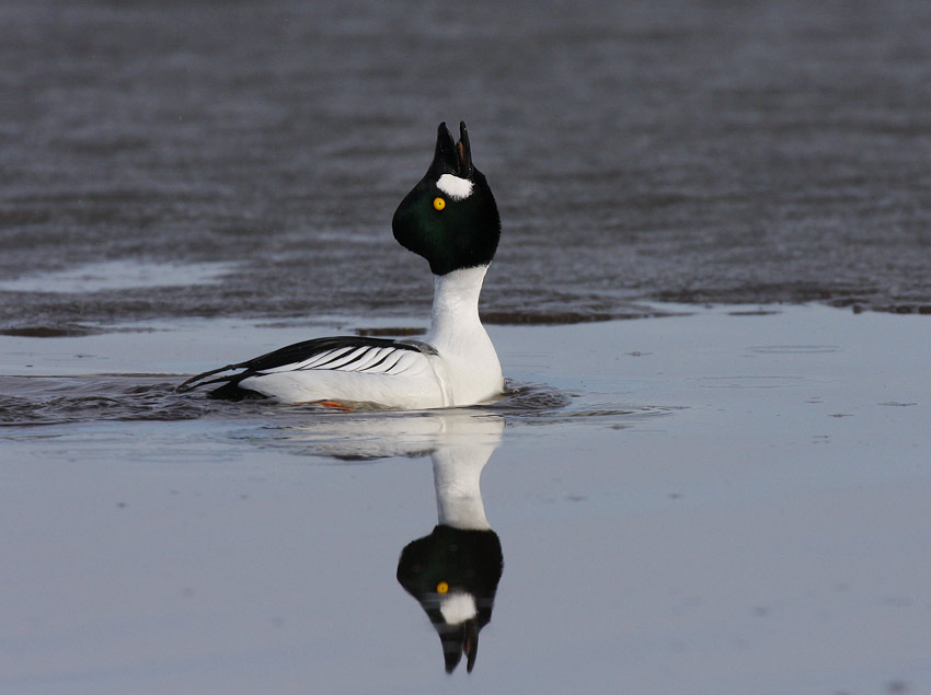 Common Goldeneye (Bucephala clangula)
