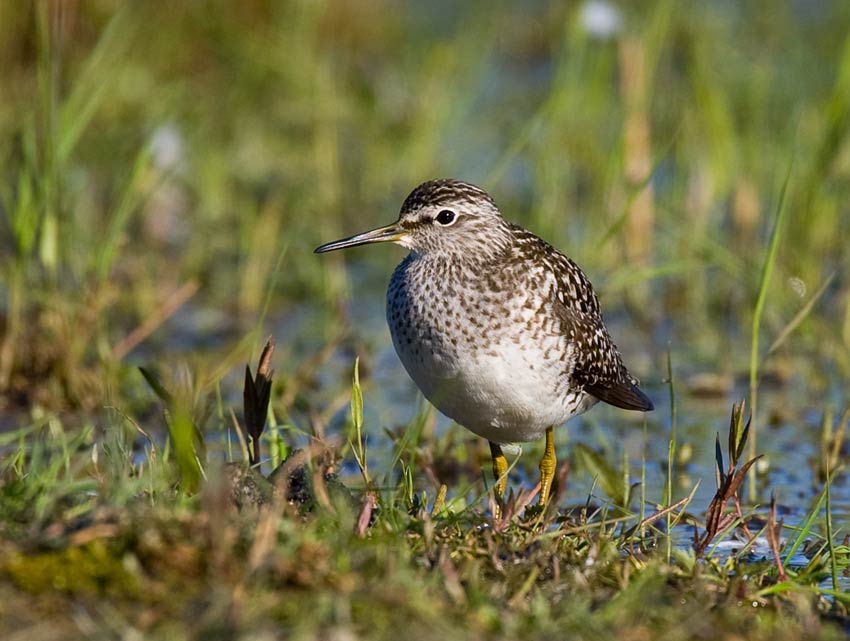 Wood Sandpiper (Tringa glareola)