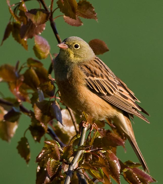 Ortolan Bunting (Emberiza hortulana)	