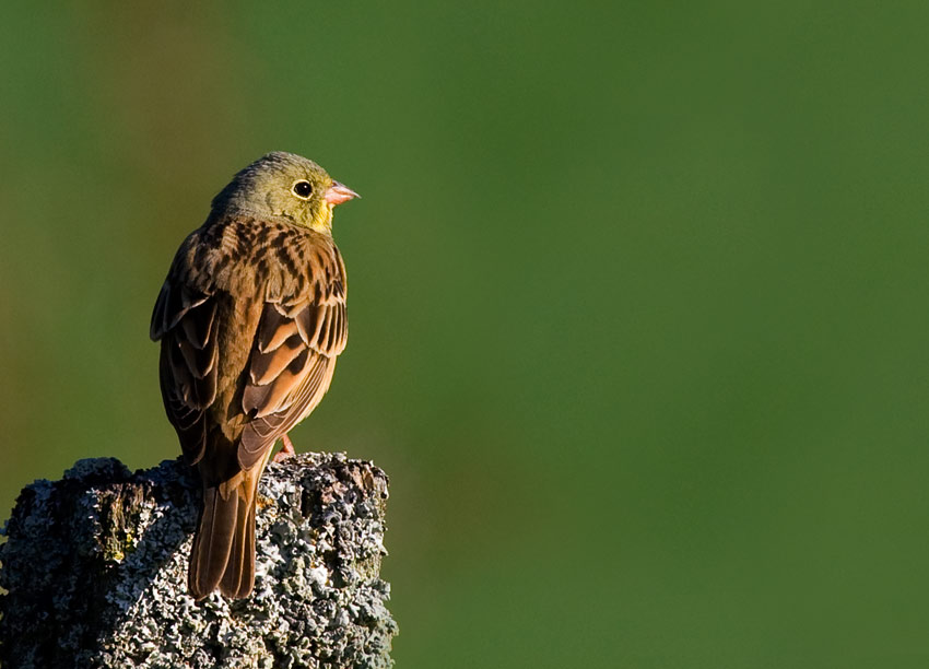 Ortolan Bunting (Emberiza hortulana)	