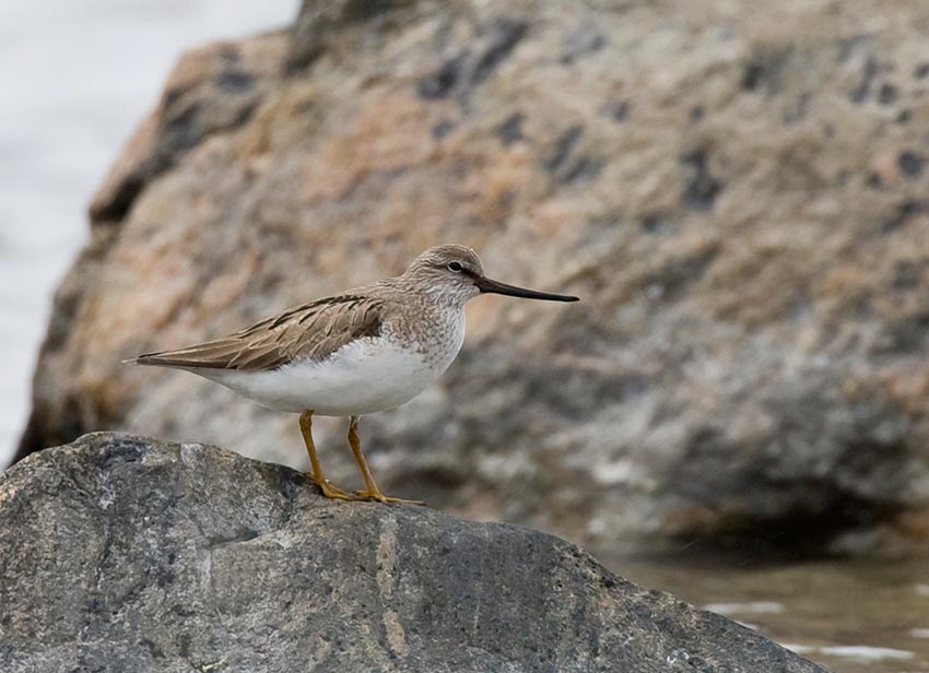 Terek Sandpiper (Xenus cinereus)