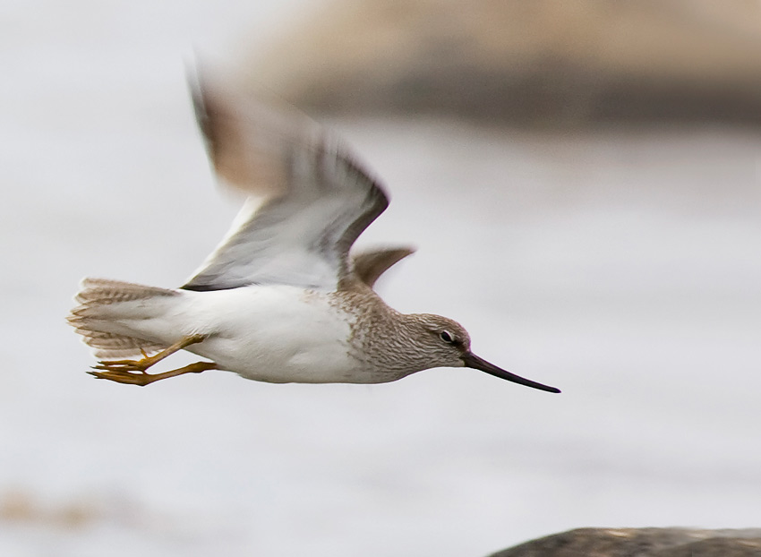 Terek Sandpiper (Xenus cinereus)