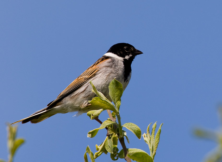 Reed Bunting (Emberiza schoeniclus)