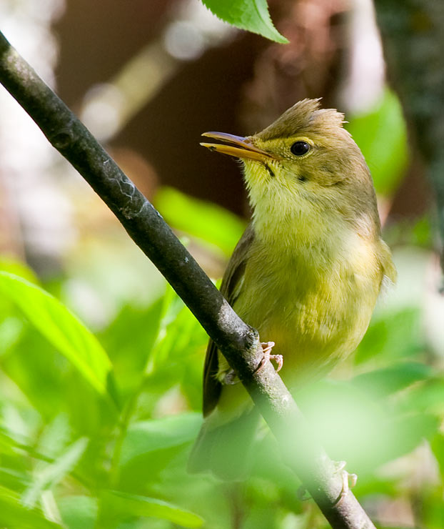 Melodious Warbler (Hippolais polyglotta)