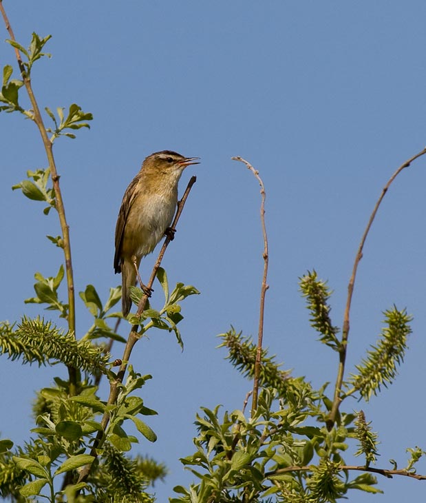 Sedge Warbler (Acrocephalus schoenobaenus)