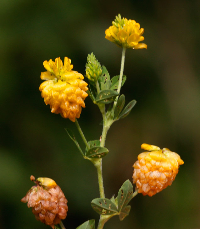 Gullklver (Trifolium aureum)