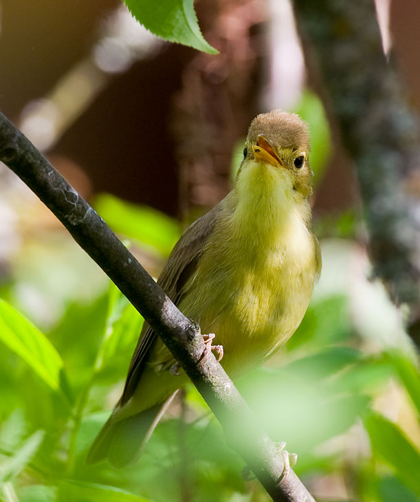 Melodious Warbler (Hippolais polyglotta)