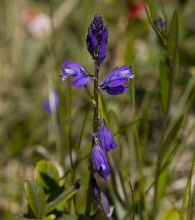 Rosettjungfrulin (Polygala amarella)