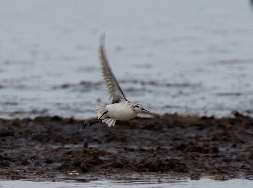 Wilsons Phalarope (Phalaropus tricolor)