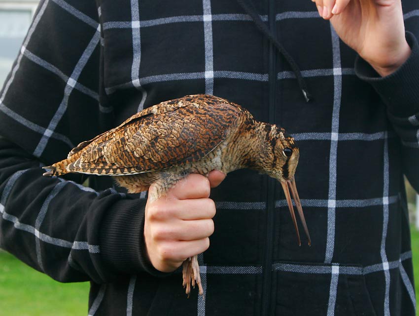 Eurasian Woodcock (Scolopax rusticola)