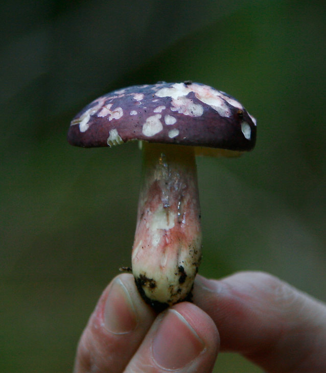 Pepparkremla (Russula badia)