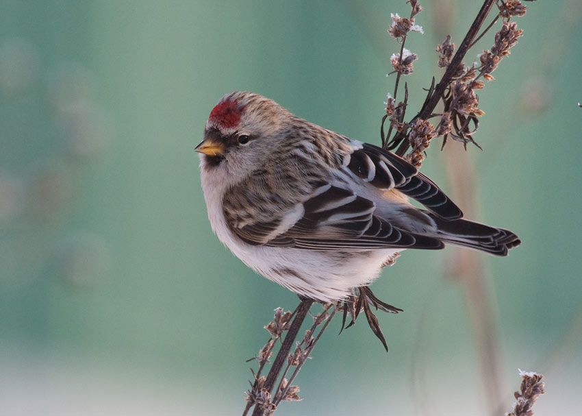 Arctic Redpoll (Carduelis hornemanni)