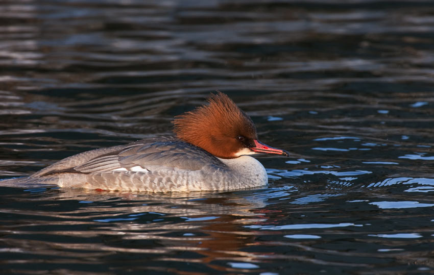 Common Merganser (Mergus merganser)