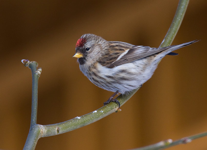 Common Redpoll (Carduelis flammea)