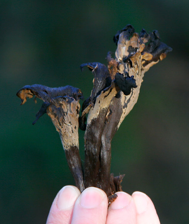 Svart trumpetsvamp (Craterellus cornucopioides)