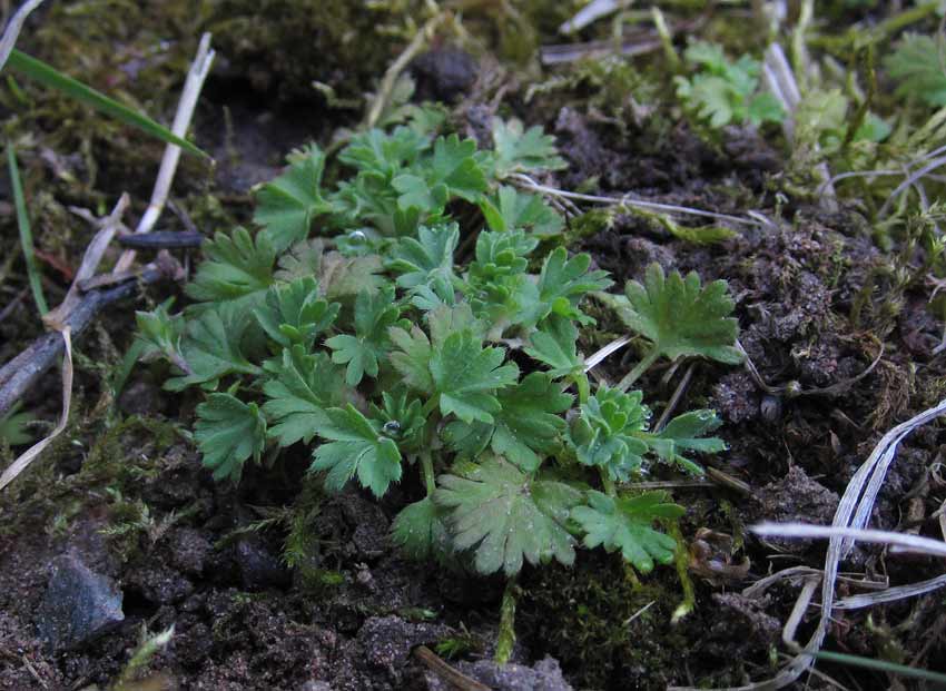 Jungfrukam (Aphanes arvensis)