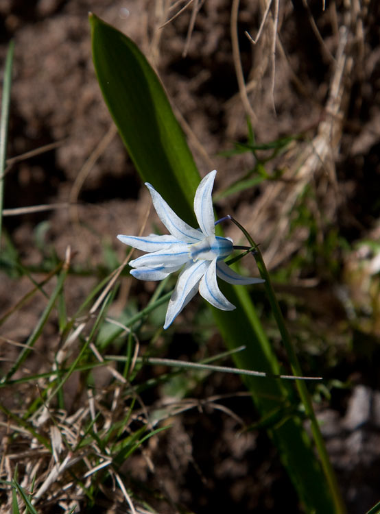 Persisk blstjrna (Scilla mischtschenkoana)