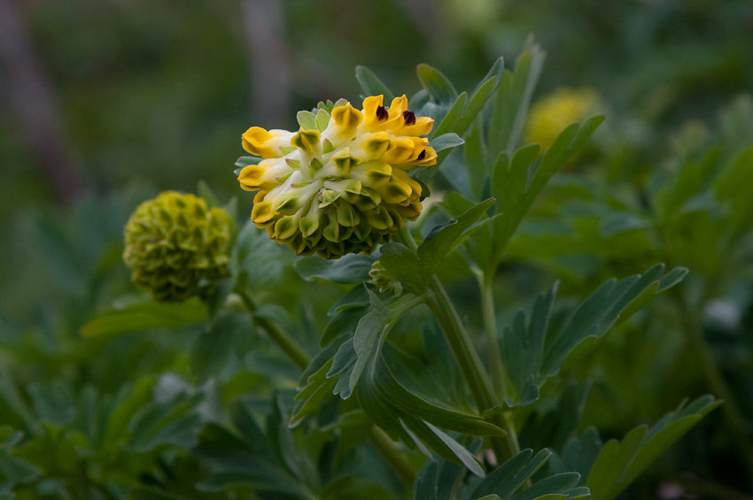 Sibirisk nunnert (Corydalis nobilis)