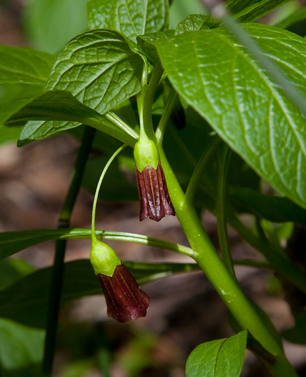 Drrt (Scopolia carniolica)