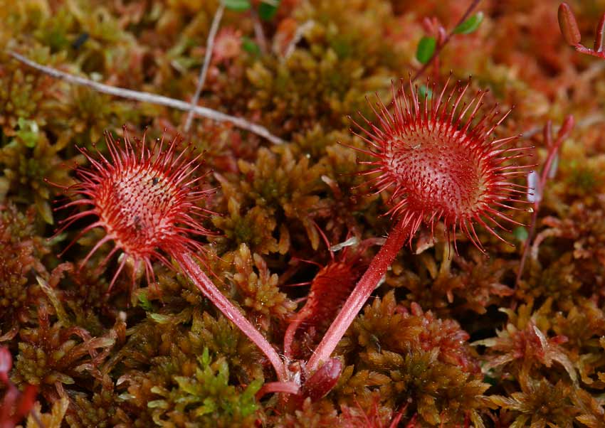 Rundsileshr (Drosera rotundifolia)