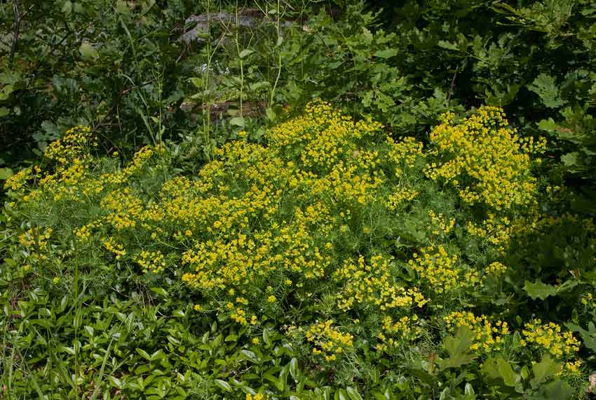 Vrtrel (Euphorbia cyparissias)