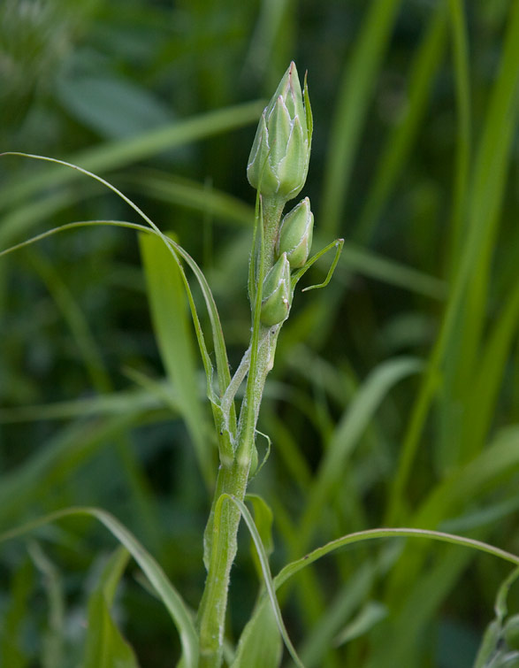 Svartrot (Scorzonera hispanica)