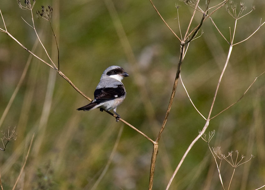 Lesser Grey Shrike (Lanius minor)