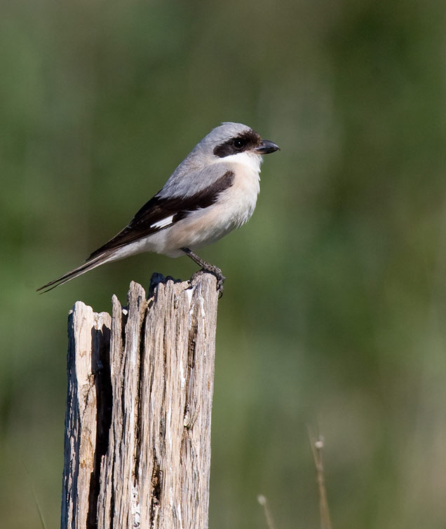 Lesser Grey Shrike (Lanius minor)