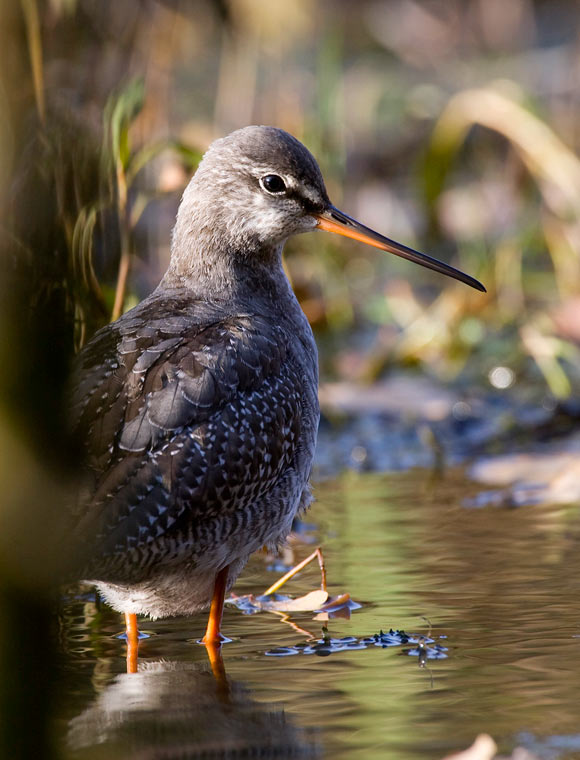 Spotted Redshank (Tringa erythropus)