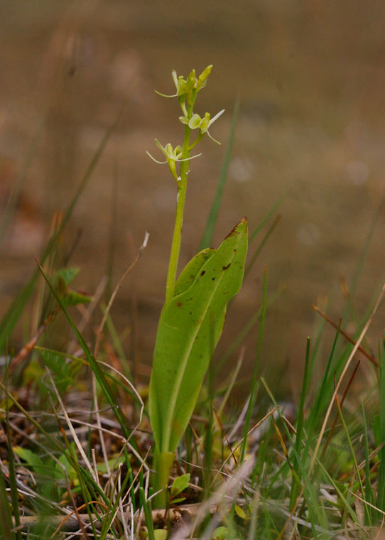 Gulyxne (Liparis loeselii)