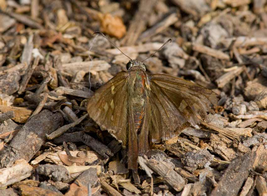 Dorantes Longtail (Urbanus dorantes)