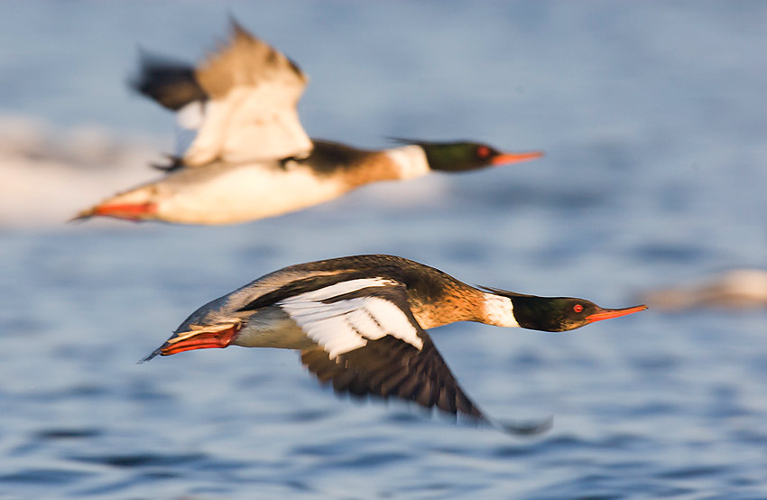Red-breasted Merganser (Mergus serrator)